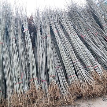 河南杨树苗河南速生杨树苗基地杨树苗批发河南省杨树苗种植供应河南杨树苗价格