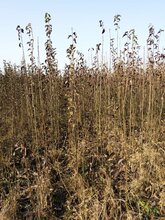 河南梨树苗河南梨树苗梨苗基地嫁接果树苗梨树苗批发河南省梨树苗种植供应河南梨树苗价格图片