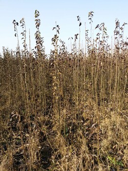 河南梨树苗河南梨树苗梨苗基地嫁接果树苗梨树苗批发河南省梨树苗种植供应河南梨树苗价格