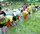 深圳较场尾拓展旅游亲子互动拓展熔炼团队图片