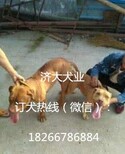 揭阳比特犬哪里买比特犬训练方式图片3