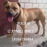 揭阳比特犬哪里买比特犬训练方式图片4