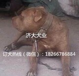 揭阳比特犬哪里买比特犬训练方式图片5