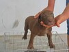 比特犬繁殖大庆比特犬市场价