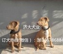 济大犬业战犬比特犬黑河比特犬报价比特犬幼犬报价图片