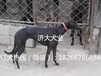 新疆哪里卖格力犬全活格力犬