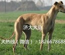 仙桃沙湖镇哪里有卖会活格力犬的多少钱一只