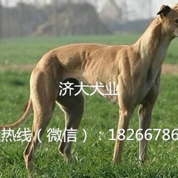 潜江龙湾镇哪里有卖格力犬的猎兔灵缇犬