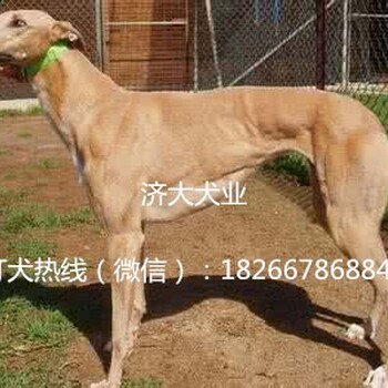 呼和浩特回民区哪里有卖格力犬的/多少钱一只