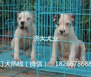 柳州哪里卖杜高犬/柳州杜高犬图片