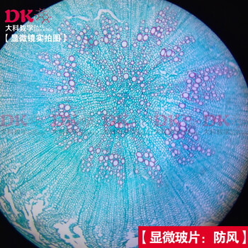 中药标本片植物病理片生物切片生物玻片