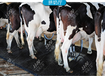 橡胶牛床垫畜牧养殖牛床垫牛棚垫马棚垫