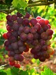 葡萄专用着色叶面肥葡萄增甜着色葡萄防裂防畸形叶面肥
