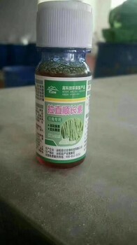 豆角拉长拉直用什么药