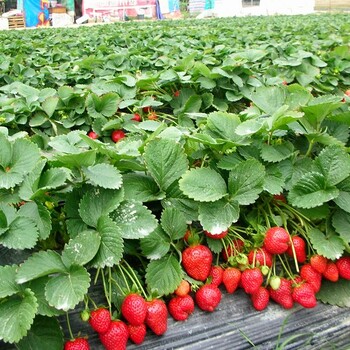 厂家新鲜草莓草莓夕颜金装草莓颗颗精选2.5斤