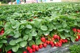 农家直销新鲜草莓草莓夕颜4斤装
