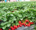 农家直销新鲜草莓草莓夕颜4斤装
