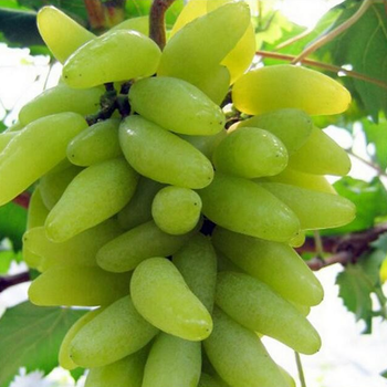 长期供应葡萄苗葡萄葡萄水果无核葡萄