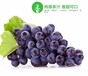 新鲜水果精品户太八号葡萄果园直销优质绿提长期供应