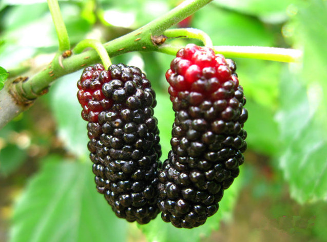 代加工桑椹提取物桑葚浓缩粉药食同源