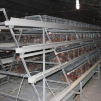 养鸡设备便宜周口银星鸡笼厂河南银星畜牧设备