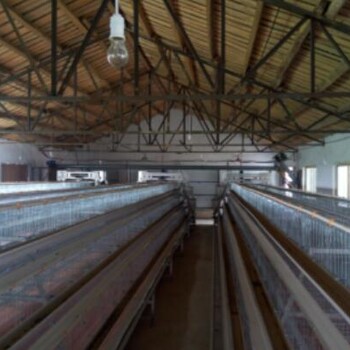 新乡鸡笼河南银星鸡笼厂现货周口养鸡设备厂