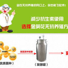 金葵花无抗养殖方案_生猪无抗养殖图片
