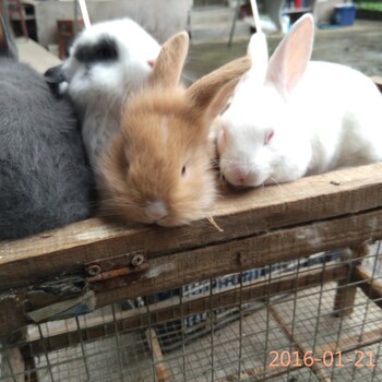 温岭獭兔杂交野兔肉农家乐兔肉销售三门养兔