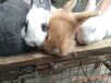 浙江台州兔子养殖，浙江湖州南浔兔子养殖，浙江人养兔子