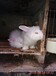 台州兔子养殖金华磐安兔子养殖温岭养兔