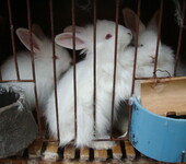 天台养兔路桥獭兔街头獭兔农家乐兔肉销售临海养兔