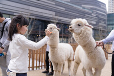 上海驼羊租赁-小香猪出租-商场超市图片2