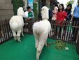 上海青浦区草泥马转租-香猪出租-迷你马租赁-新品发布会展览庆典图片