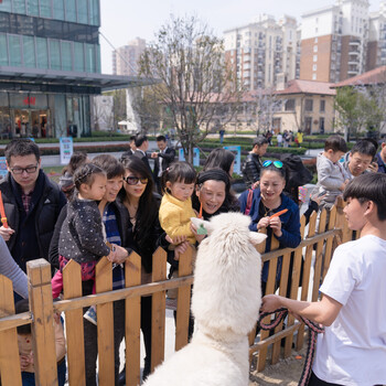 上海虹口区小驼羊租赁-出租草泥马-羊驼租赁-公司年会庆典