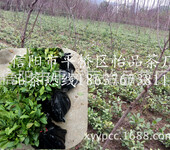 茶苗基地专业茶树苗种植规格齐全大量供应