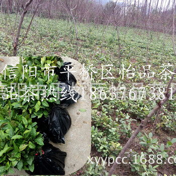 茶苗基地茶樹苗種植規(guī)格大量供應(yīng)