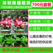 深圳市坪山区绿植租赁专业的绿化养护队伍上门护理