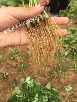 基地常年培育白草莓草莓苗脱毒二代苗陕西气候适合栽培白草莓苗