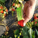 基地常年培育妙香草莓苗脱毒草莓苗适合四川气温栽培的妙香草莓苗品种