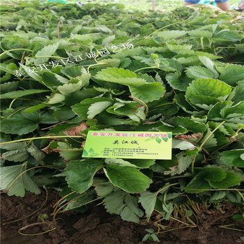 基地常年培育甜查理草莓苗脱毒二代苗贵州气温适合栽培的品种