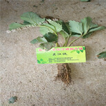基地常年培育甜查理草莓苗脱毒二代苗贵州气温适合栽培的品种图片4