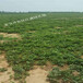 基地常年供应奶油草莓苗草莓苗脱毒二代苗四川气候适合栽培奶油草莓苗
