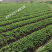 基地常年培育甜查理脱毒草莓苗适合甘肃气温栽培的甜查理草莓苗