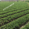 基地常年培育甜查理脫毒草莓苗適合甘肅氣溫栽培的甜查理草莓苗