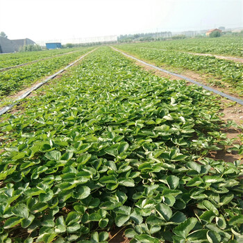 安徽黄山奶油草莓苗