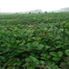 廣西欽州紅顏草莓苗價格