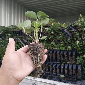 福建武夷山章姬草莓苗