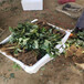 江蘇法蘭地草莓苗批發基地