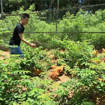 东莞长安附近可以野炊烧烤吃喝玩乐的户外团建场地