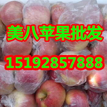 山东省美八苹果价格今年美八苹果产地价格